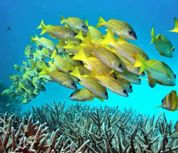 Fish swim over staghorn coral on Australia’s Great Barrier Reef