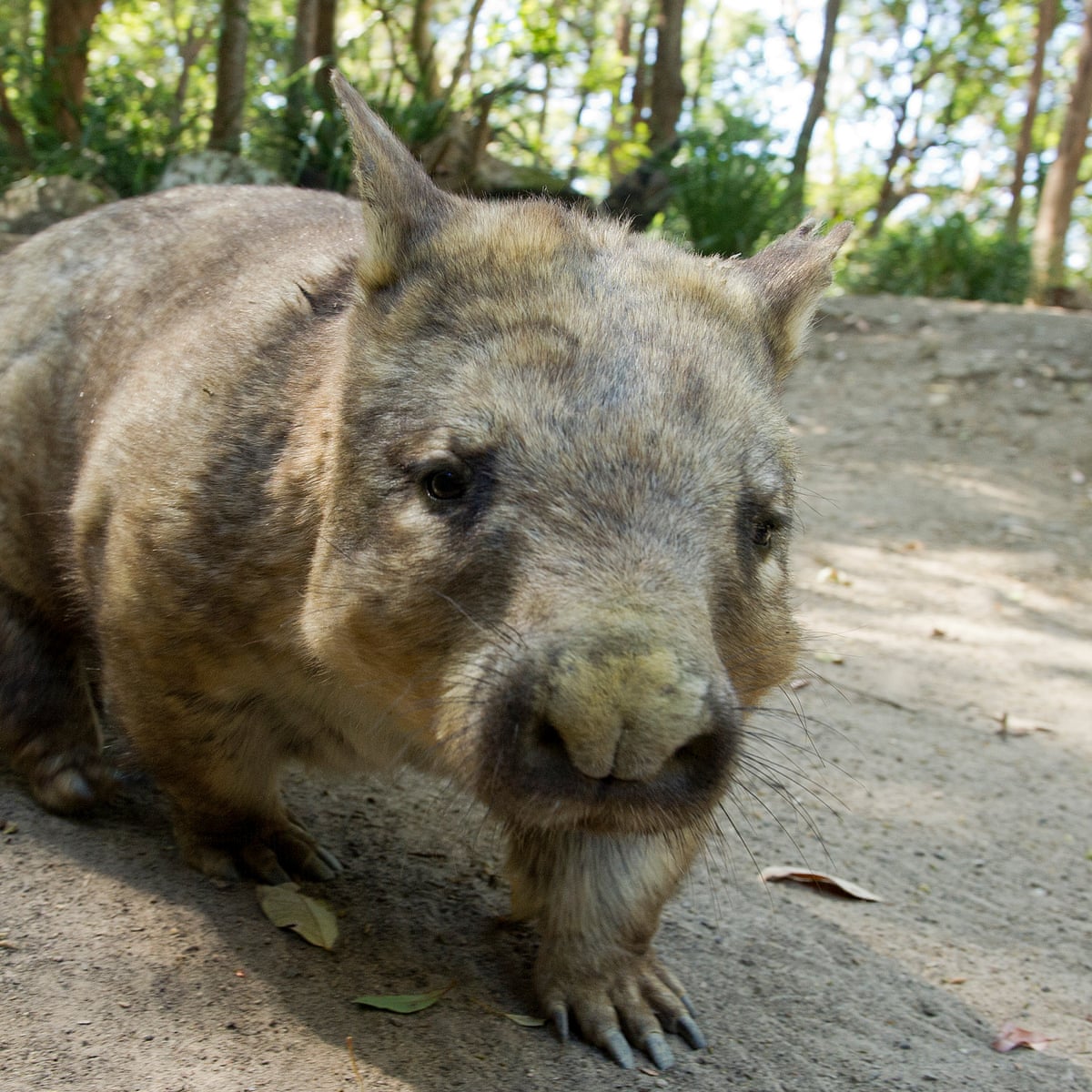 Two of Australia's three wombat species under threat from killer ​disease |  Animal welfare | The Guardian