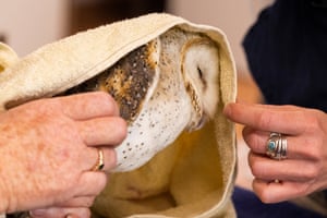 A barn owl is wrapped in a towel during a health check in Dubbo, Australia