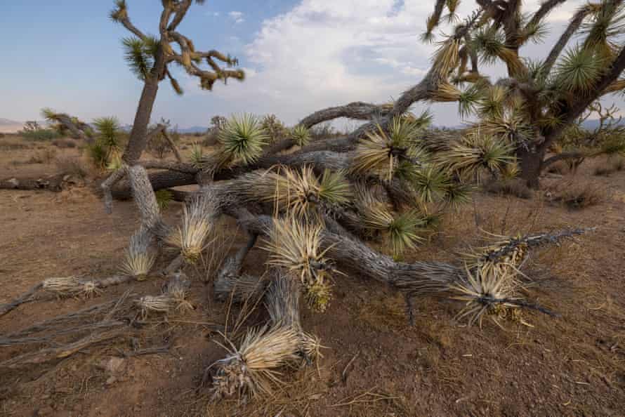 Dried out Joshua trees lay on the ground in the desert.