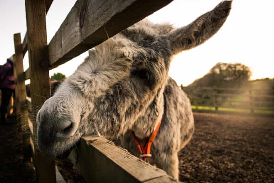 Donkey watching from the bar at the donkey sanctuary in Sidmouth, Devon, UK