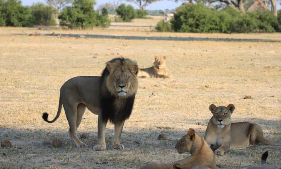 Cecil, a 13-year-old lion with a distinctive black mane, was a popular tourist attraction at Hwange national park