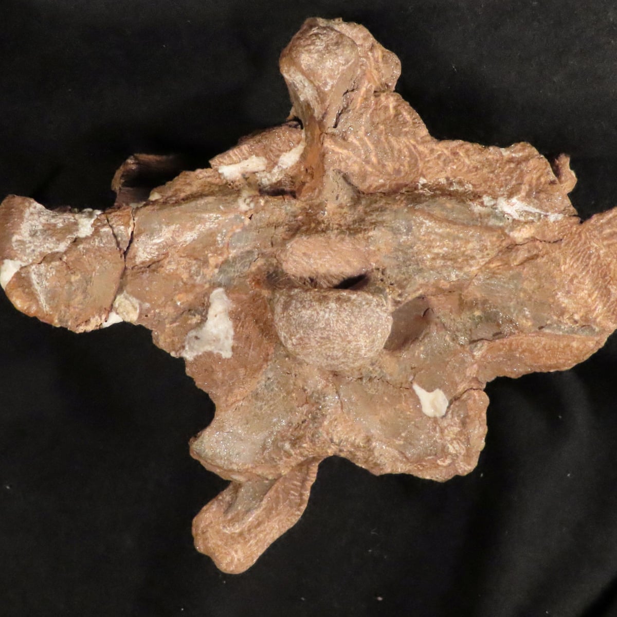 Argentina Scientists Unearth Dinosaur With Puny Arms And Hard Head Dinosaurs The Guardian Argentina Scientists Unearth Dinosaur With Puny Arms And Hard Head Dinosaurs The Guardian