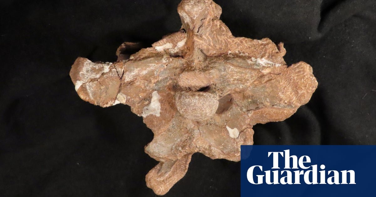 Argentina scientists unearth dinosaur with ‘puny arms’ and hard head