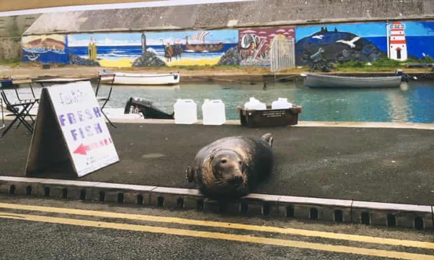 Sammy The Seal The Wicklow Resident Whose Fishing Trips Keep Going Viral Animals The Guardian