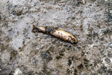A dead fish on the ground