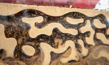 The Antstore, Berlin.