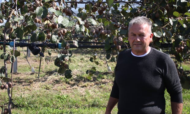 Una misteriosa enfermedad que mata a los kiwis de Italia desconcierta a los científicos