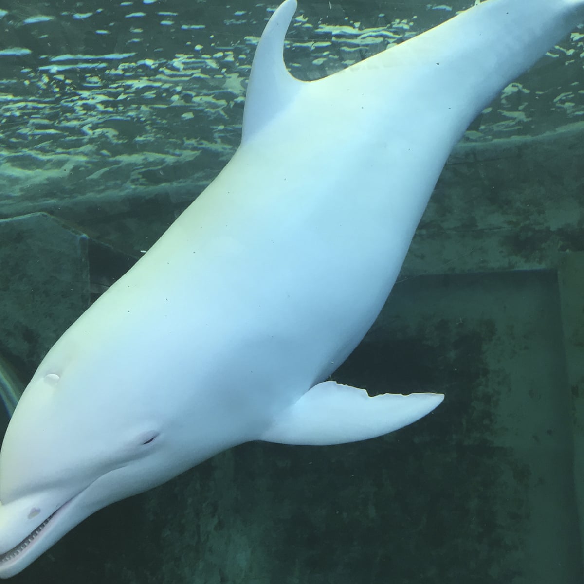 court backs activist over baby dolphin