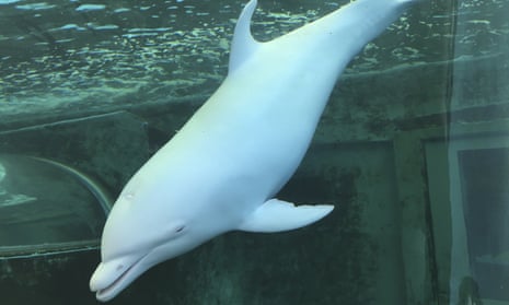 A dolphin swims in a tank at the Taiji whale museum. Japan’s Wakayama district court ruled that the aquarium had no right to bar Australian animal welfare activist Sarah Lucas.