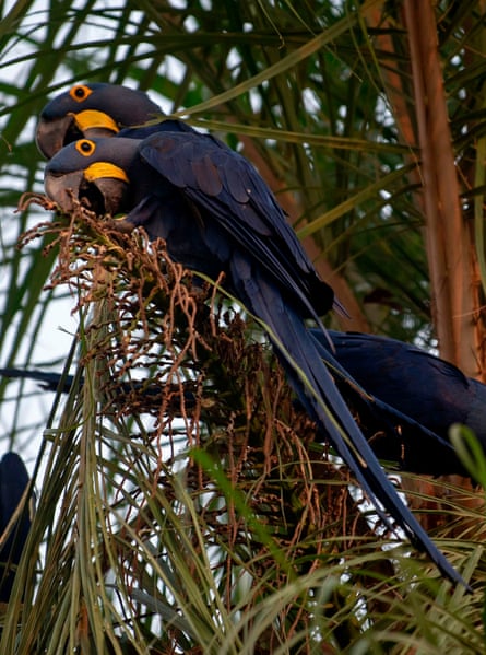 Macaw eceng gondok, spesies nuri terbang terbesar, adalah salah satu satwa liar yang rentan ditemukan di Triunfo do Xingu.