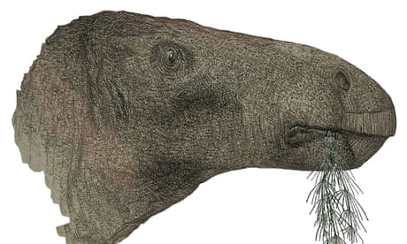 An artist's impression of a Comptonatus chasei