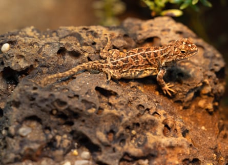 A Victorian grassland earless dragon on a rock in the breeding facility at Melbourne zoo