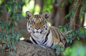 Tiger at Pench tiger reserve, Madhya Pradesh, India