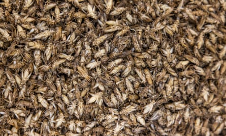 Dead crickets ready to be processed inside the factory.
