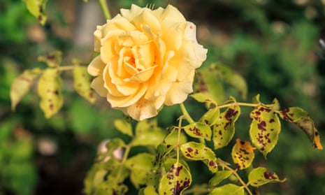 Rose Diseases: How to Identify and Treat Them