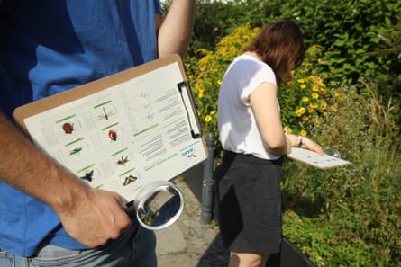 German conservation workers inspect an urban garden for insects.
