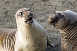 George Cathcart wins highly commended for his shocked seal in San Simeon, California
