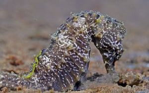 Um cavalo-marinho no mar perto de Degirmendere, Turquia, nada através de uma mucilagem espessa. Observada particularmente entre profundidades de 0-20 m, a mucilagem causou danos significativos à vida marinha. A camada espessa prende águas-vivas na zona pelágica, cobre as conchas dos mexilhões e impacta negativamente os cavalos-marinhos, uma das espécies icônicas da região