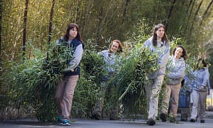 Smithsonian workers carry more than 50 pounds of bamboo for Bao Bao to eat on her flight to China.