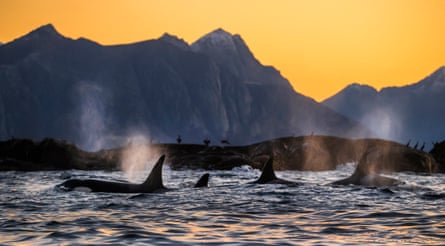 Killer whales hunting seals off the coast of northern Norway.