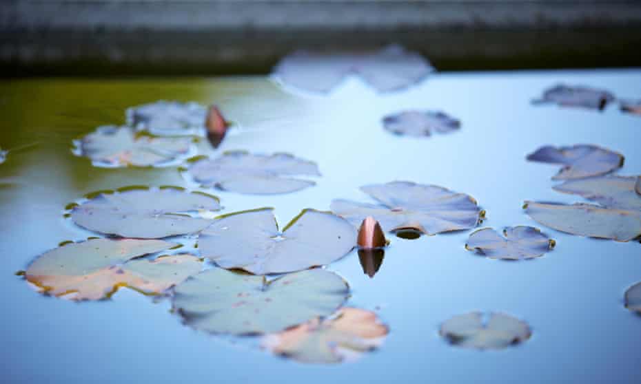 Water Lillies in a pond are a calming influence.