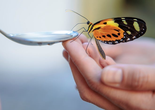 As forests are cut down, butterflies are losing their colours As forests are cut down, butterflies are losing their colours