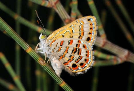 Bulloak Jewel Butterfly