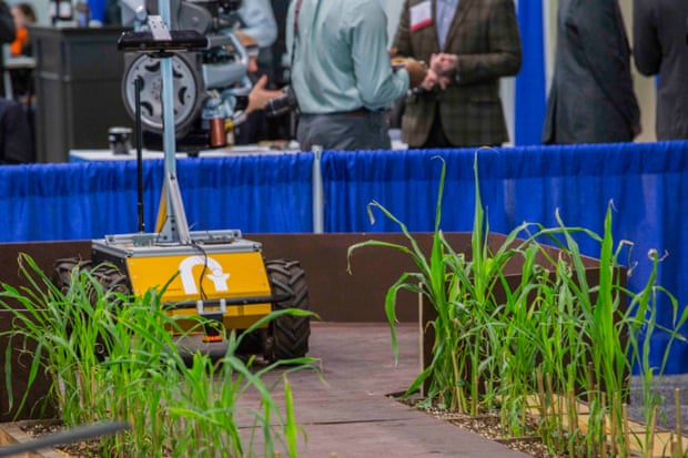 A Terra robot developed to help scientists breed fast-growing strains of sorghum.