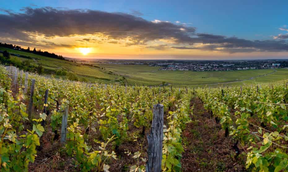 Sparkling future: the Burgundy region produces great fizzy white wines as well the more famous reds.