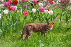 A fox in a garden in Clapham, London, UK, runs past a field of tulips. The vixen has a litter of cubs in a nearby den.