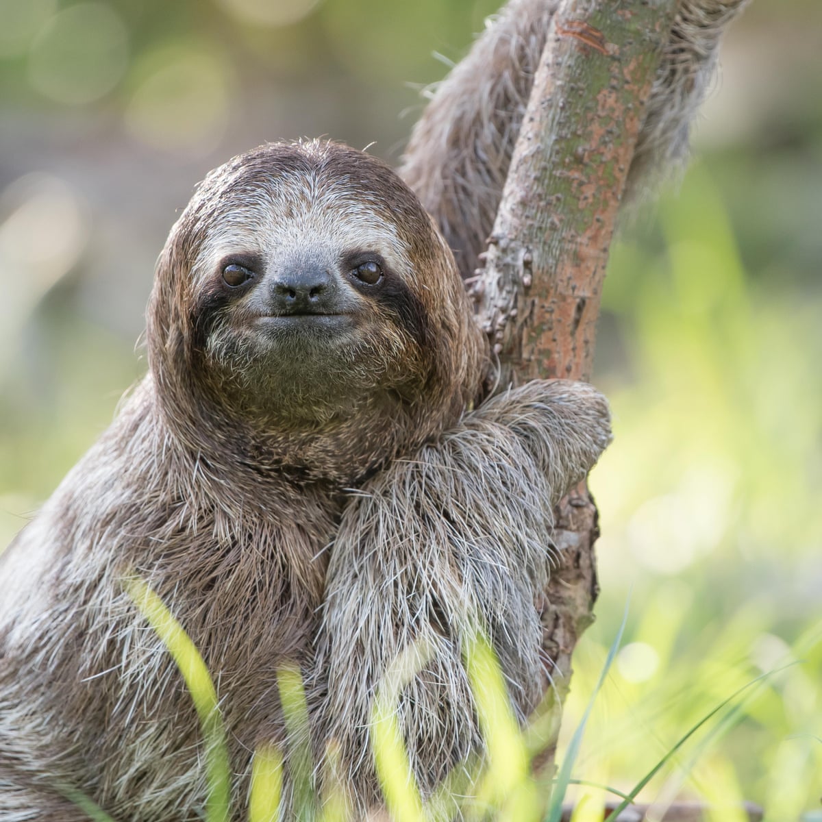 Why can't we leave them alone? The troubling truth about selfies with sloths  | Animals | The Guardian