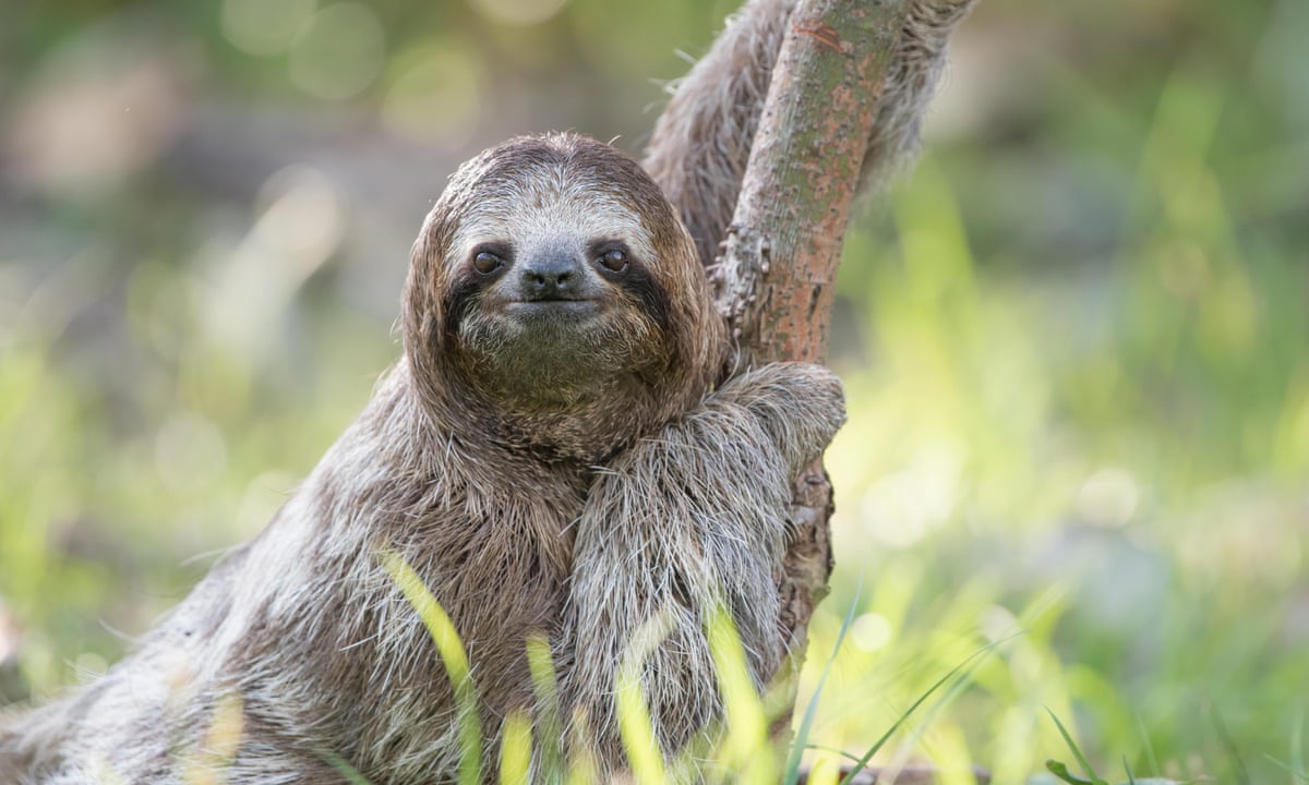 Why can't we leave them alone? The troubling truth about selfies with sloths | Animals | The Guardian