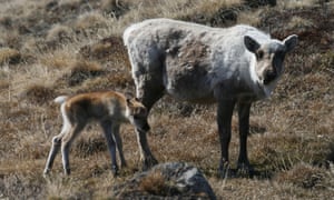 Caribou