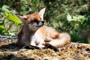 Fox relaxa sob a luz do sol no telhado do HKW em Berlim, Alemanha, durante um dia de primavera