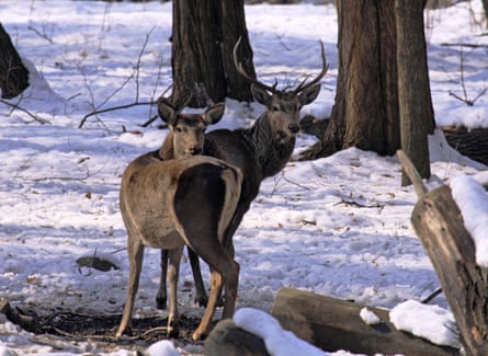 Two deer stand in a snowy landscape. Trees can be seen behind them