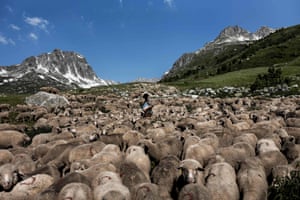 Gaetan Meme surrounded by his herd of sheep near the Col du Glandon, a high mountain pass in the Dauphiné Alps in Savoie, France