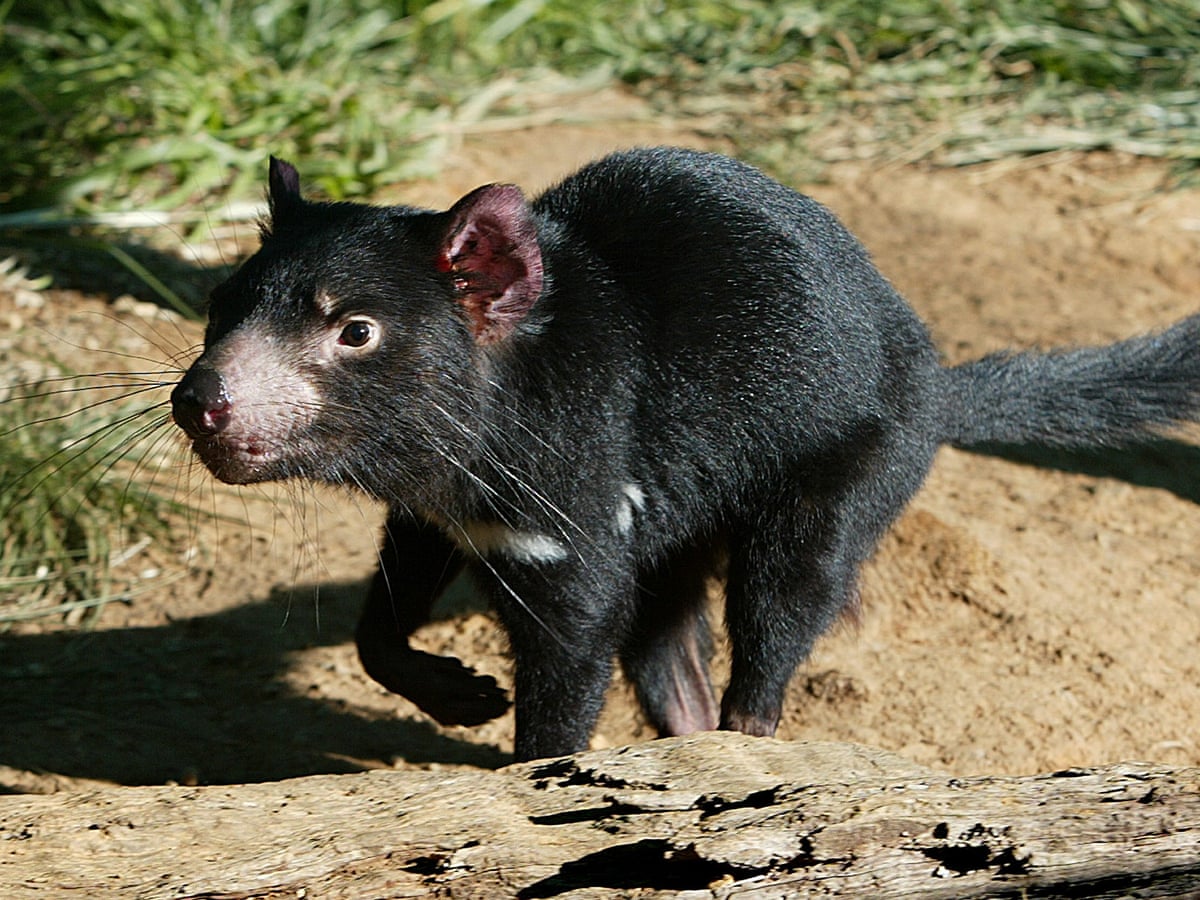 Tasmanian devils on mainland would reduce feral cats and foxes, study finds  | Tasmanian devils | The Guardian