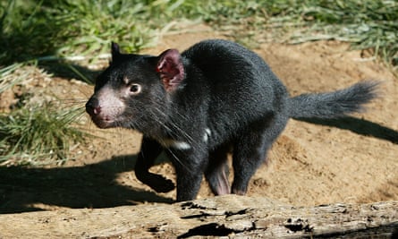 Tasmanian Devils On Mainland Would Reduce Feral Cats And Foxes Study Finds Tasmanian Devils The Guardian