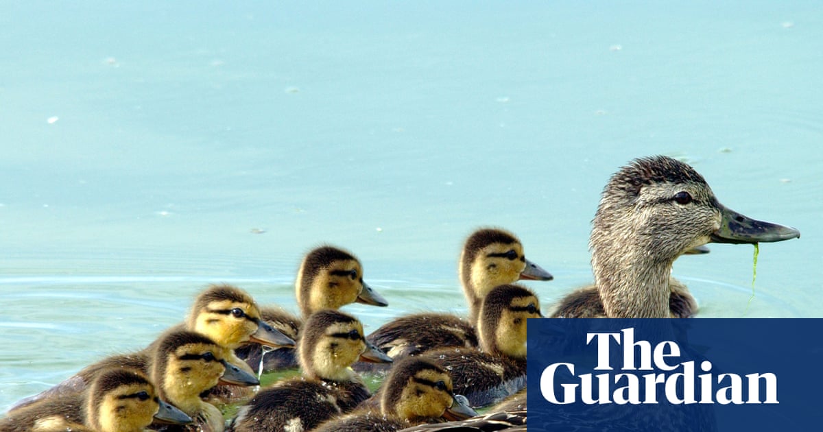 Our ducks get the royal treatment too | Brief letters