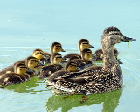 Female duck and ducklings