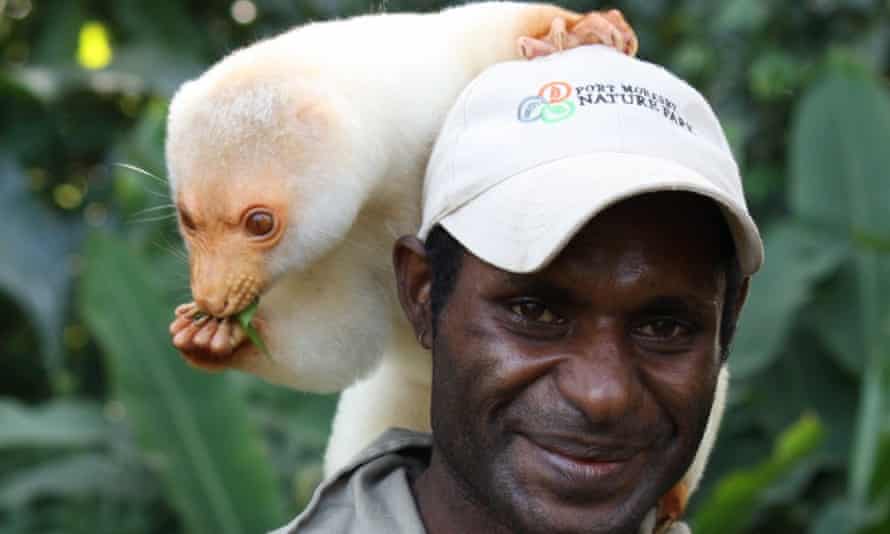 A cuscus and handler at Port Moresby Nature Park in Papua New Guinea