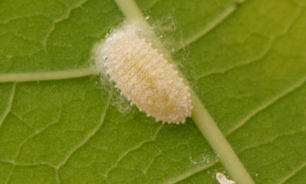 A mealybug (phenacoccus herreni) on a cassava leaf, in controlled conditions at CIAT’s headquarters in Colombia.