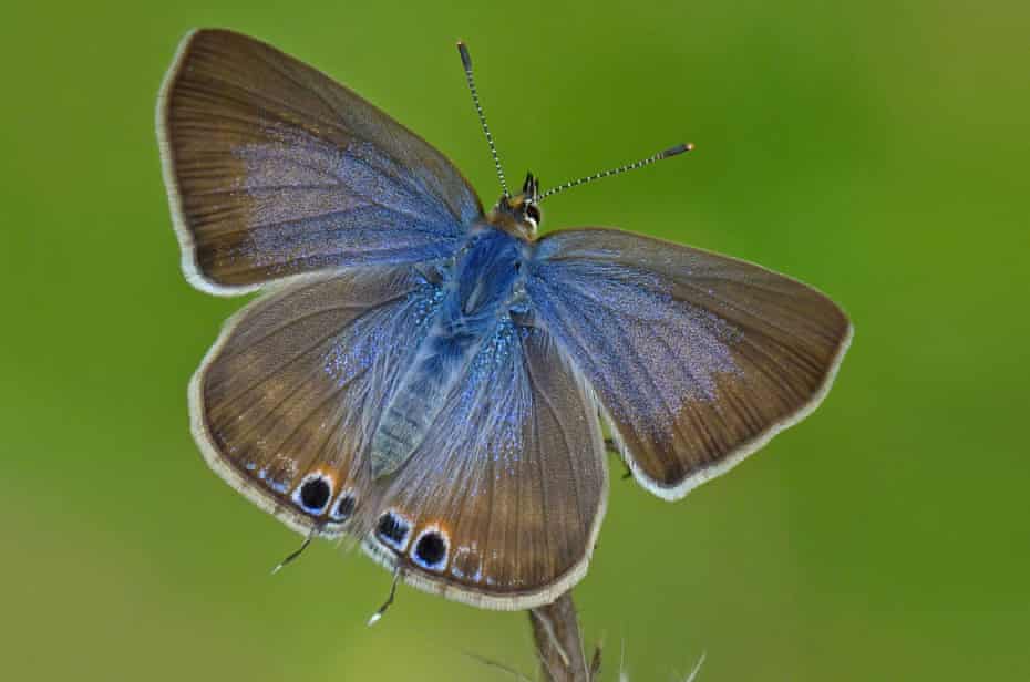Long-tailed blue.