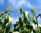 NewspaperFront — Sweetcorn is a delicious summer crop – if you have