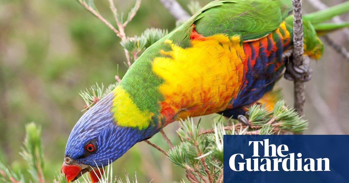 Dead native birds and flying foxes found in SA town home to one of world's largest lead smelters
