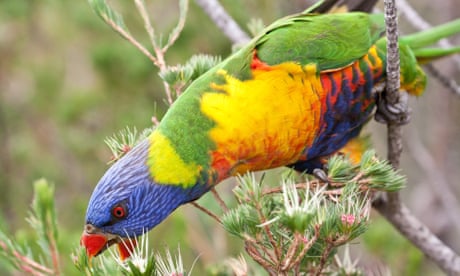 Close-up of rainbow lorikeet perching on a branch