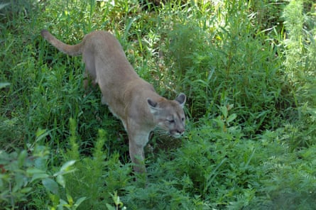 A Florida panther prowls through the brush: this year, 25 have been killed in collisions with vehicles.