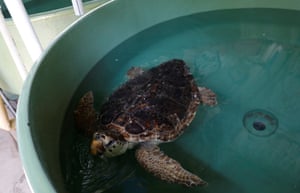 A turtle swims in a tank at the centre in Iztuzu