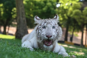 An albino Bengal tiger cub called Kartopu is seen in the open area at Gaziantep Wildlife Protection Park in Turkey.